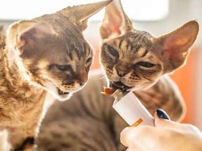 Picture for category Treats